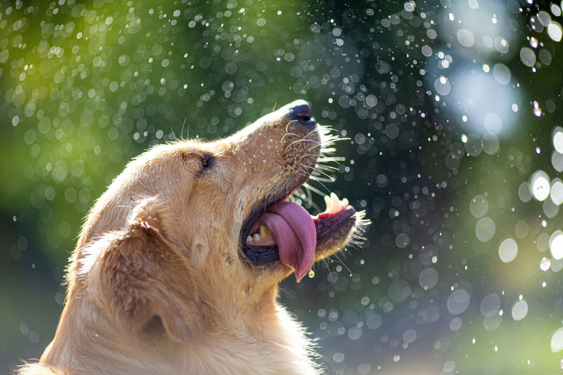 Rainy Day? Try These Indoor Activities With Your Dog to Keep Them Happy and Healthy
