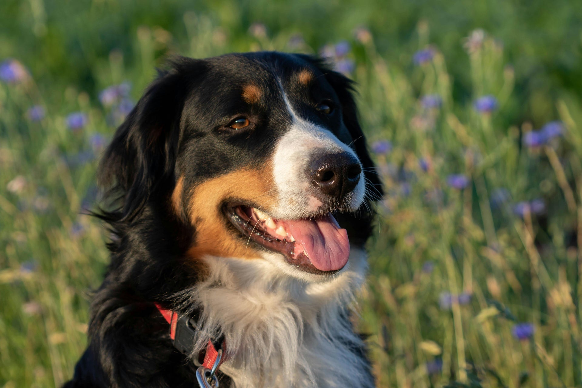 Common Summer Issues in Dogs & How to Keep Them Healthy