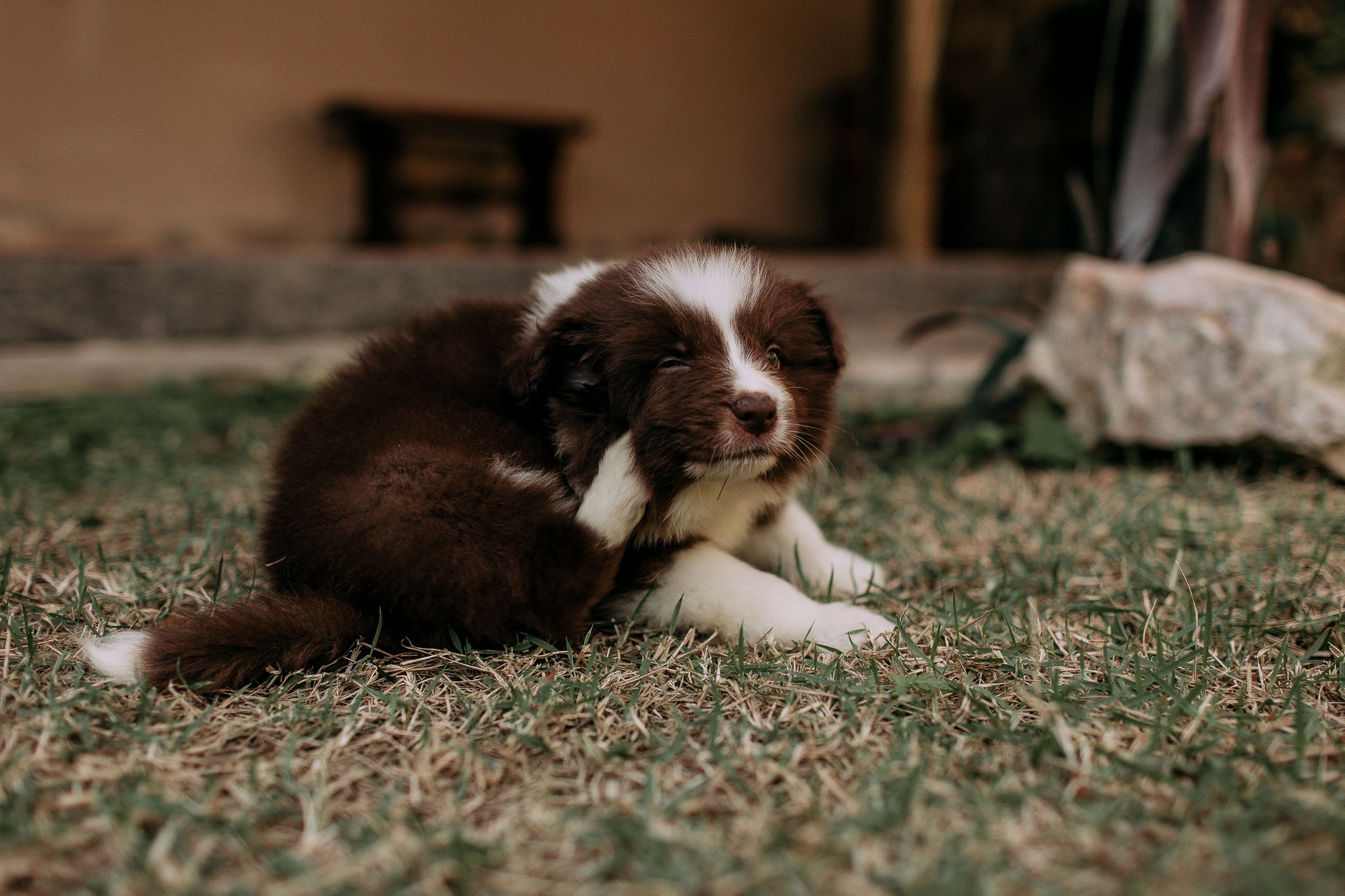 Itchy Dog? Try These Simple Home Remedies for Relief and Comfort