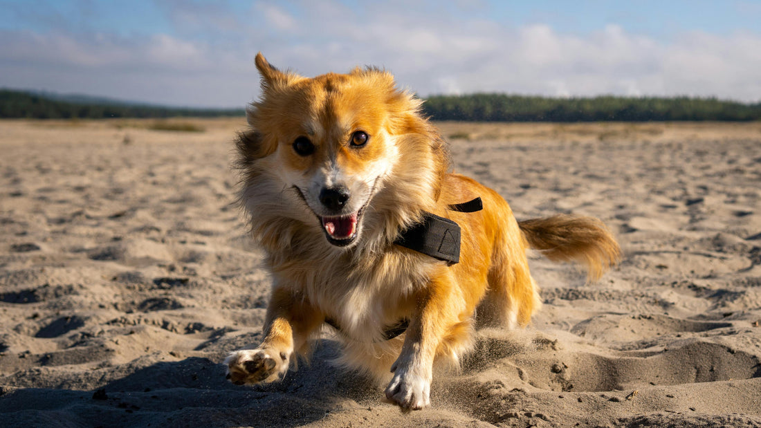 One Superchew a Day: The Simplest Way to Support Your Dog's Health