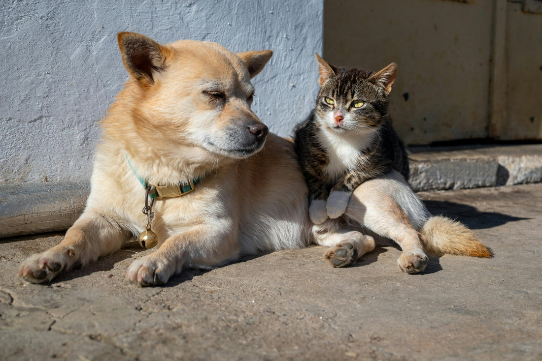 Why Your Pet's Diet Is Incomplete Without Omega-3