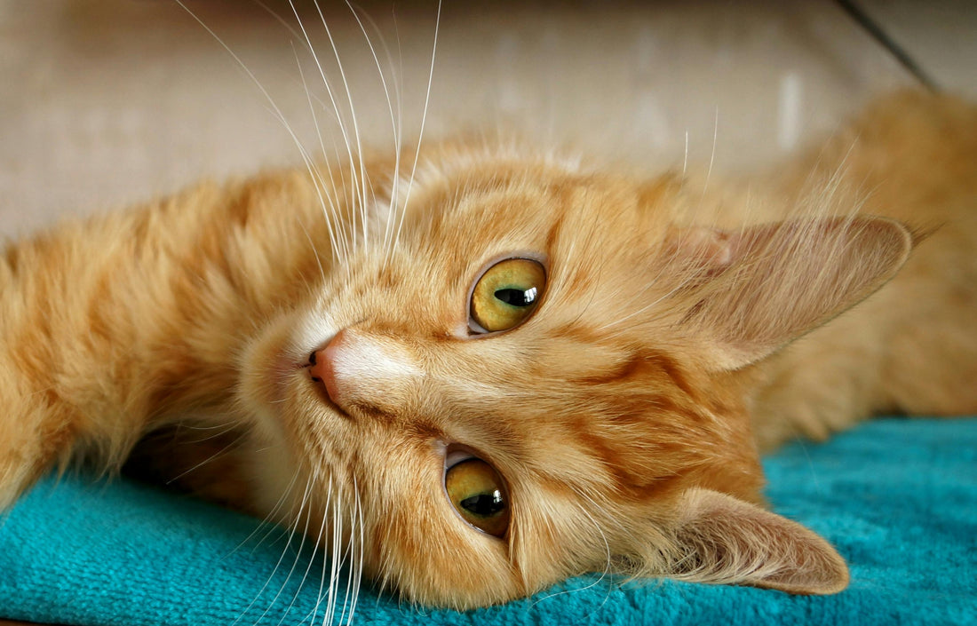 cat nutrition