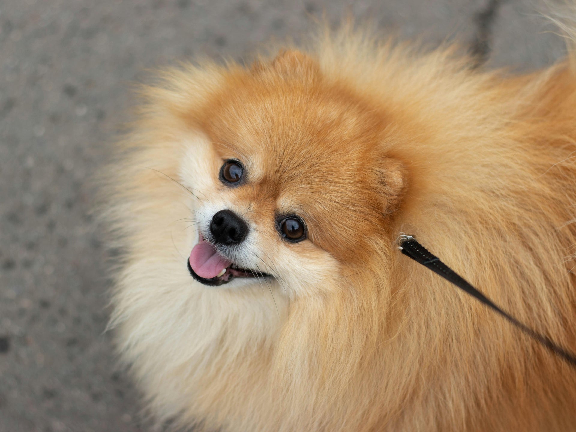 Omega Chews for Dogs: Everything You Need to Know
