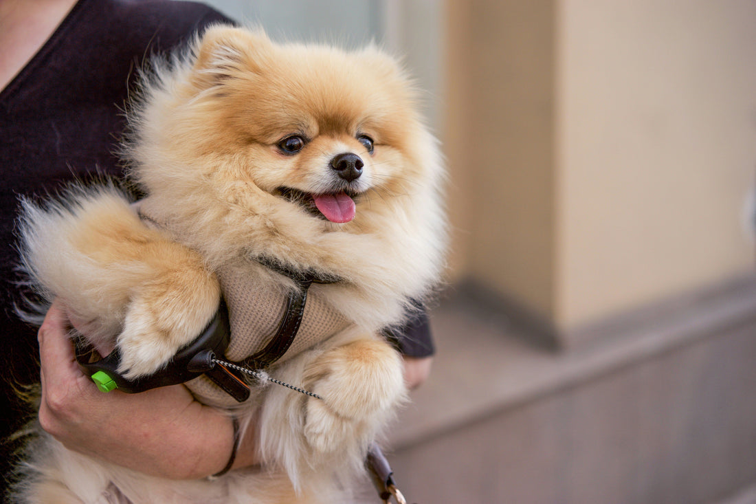 Why Vet-Guided Probiotic Chews for Dogs Matter Most