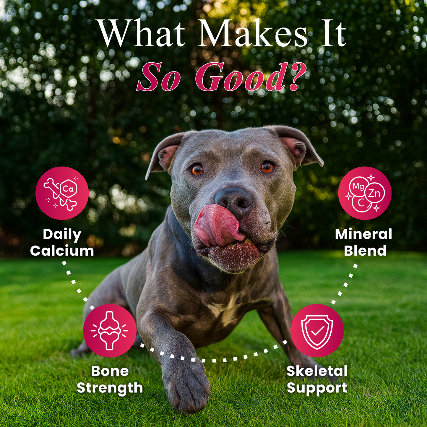 Calcium Chews for Dogs