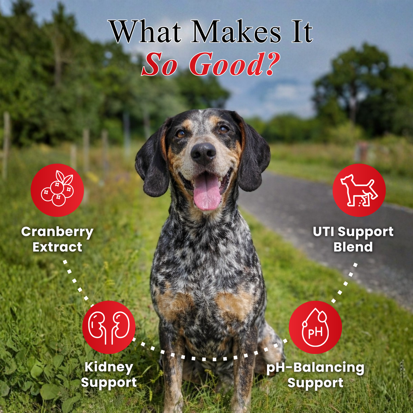 Cranberry Chews for Dogs