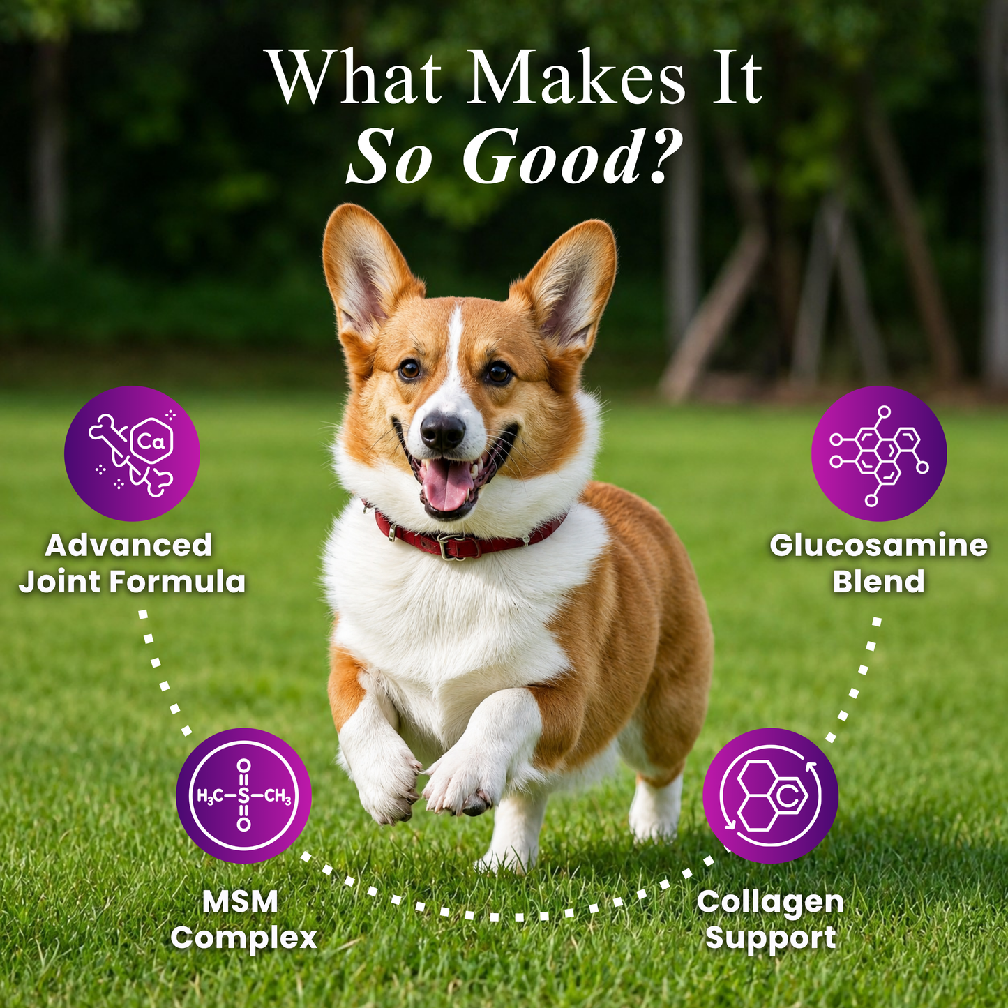 Hip & Joint Advanced Mobility Dog Supplement