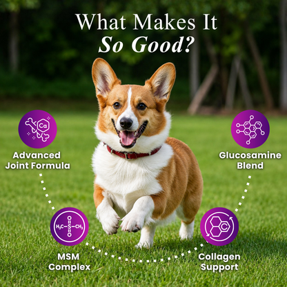 Hip & Joint Advanced Mobility Dog Supplement