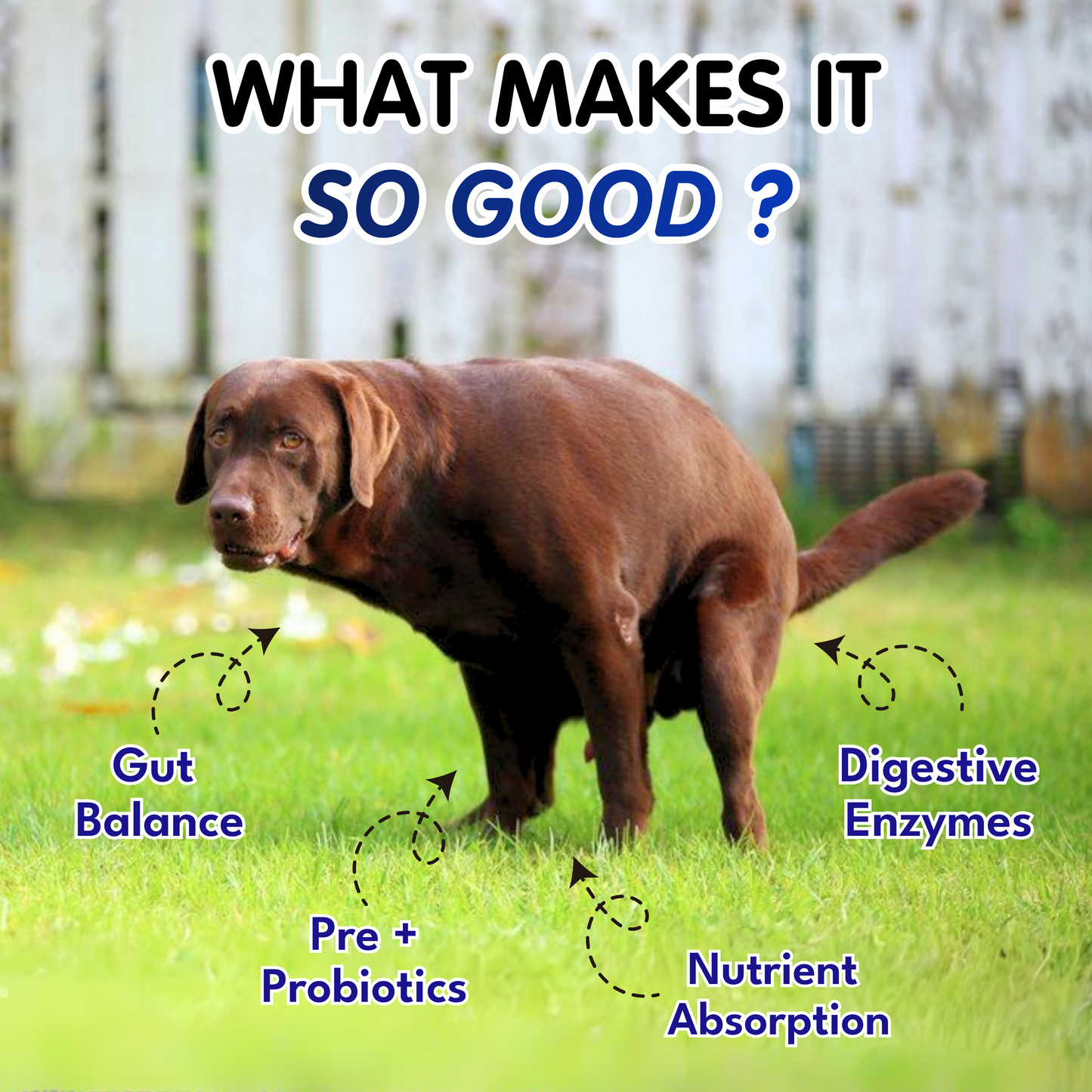 Petroyale Digestive Supplement for Dogs Supports Healthy Digestion, Gut Health & Immunity
