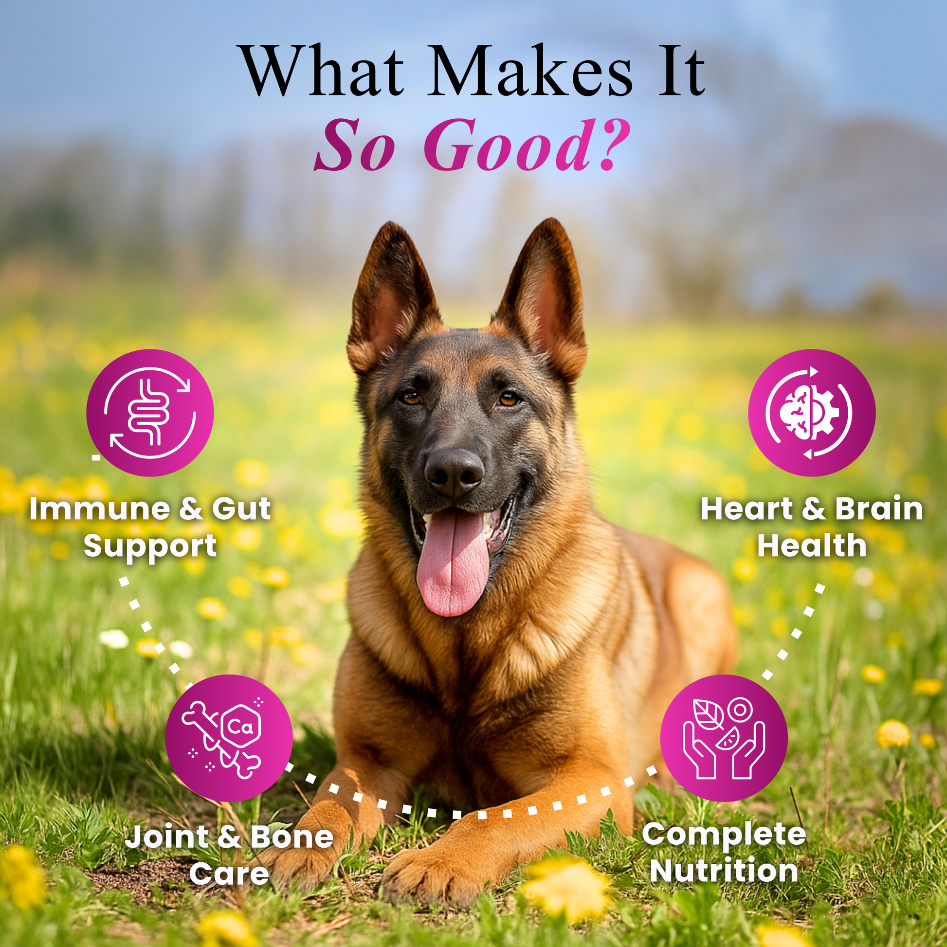 Petroyale Senior Support Supplement for Dogs – Advanced Daily Wellness & Mobility Care